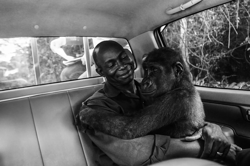 A man sits in the back seat of a car with a gorilla.