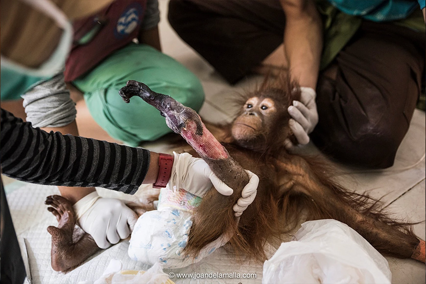 An orangutan being treated by a group of people.