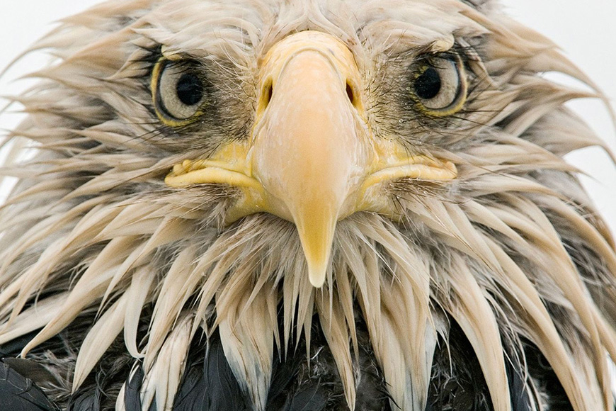 A close up of an eagle's head.