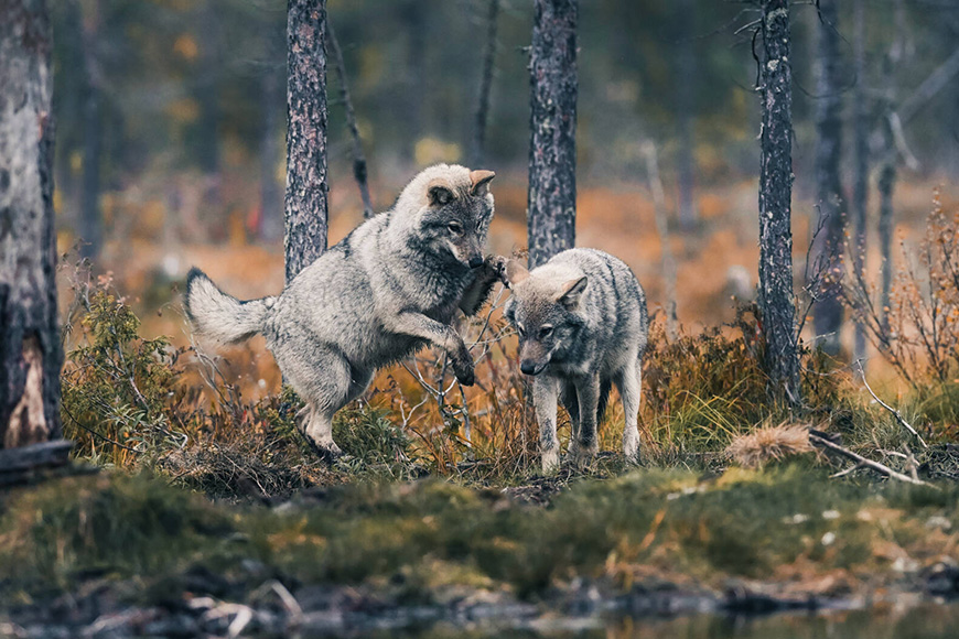Two grey wolves fighting in the woods.