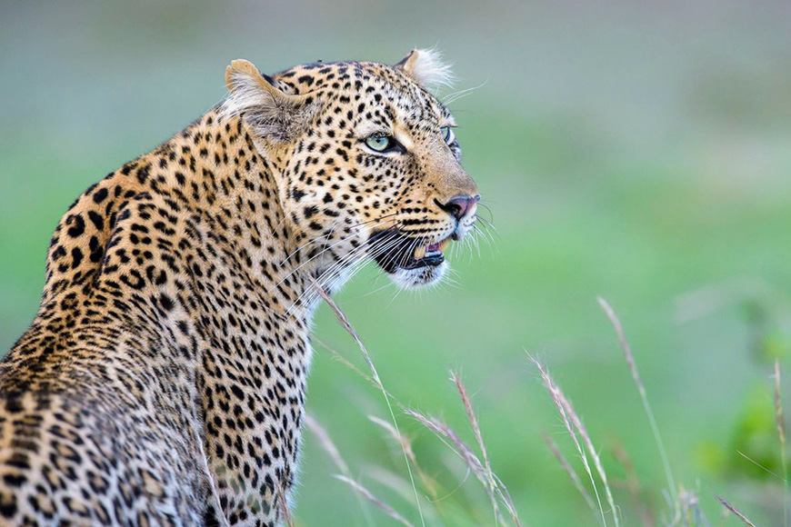 A leopard standing in tall grass.