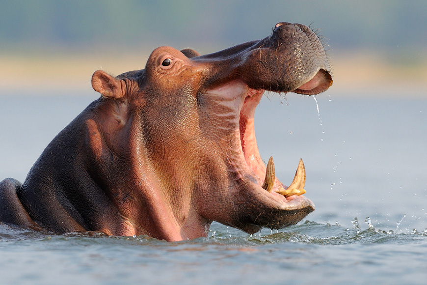 A hippo with its mouth open in the water.