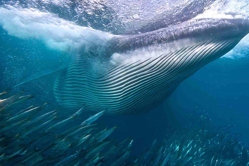 A humpback whale swimming in the ocean.