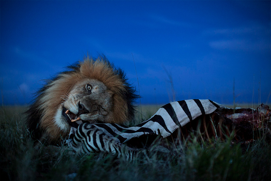 A lion laying on a zebra carcass.
