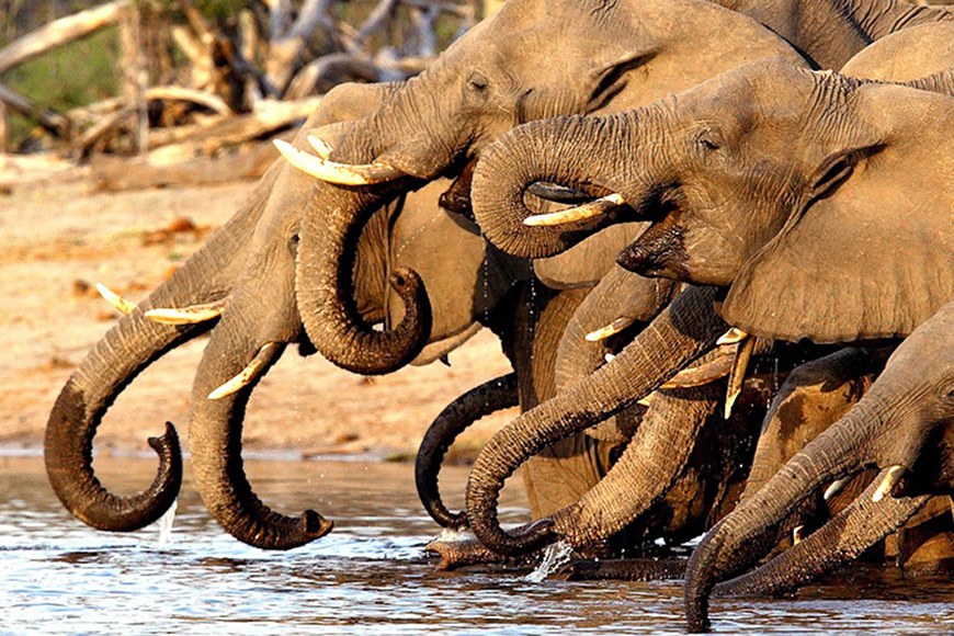 A group of elephants drinking water.