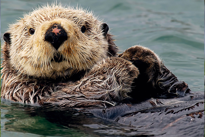 A sea otter in the water.