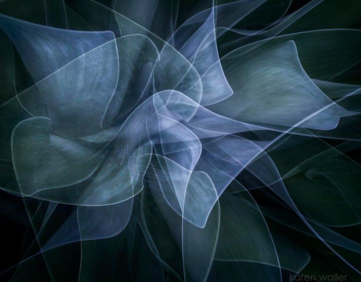 An abstract image of a blue flower on a black background.