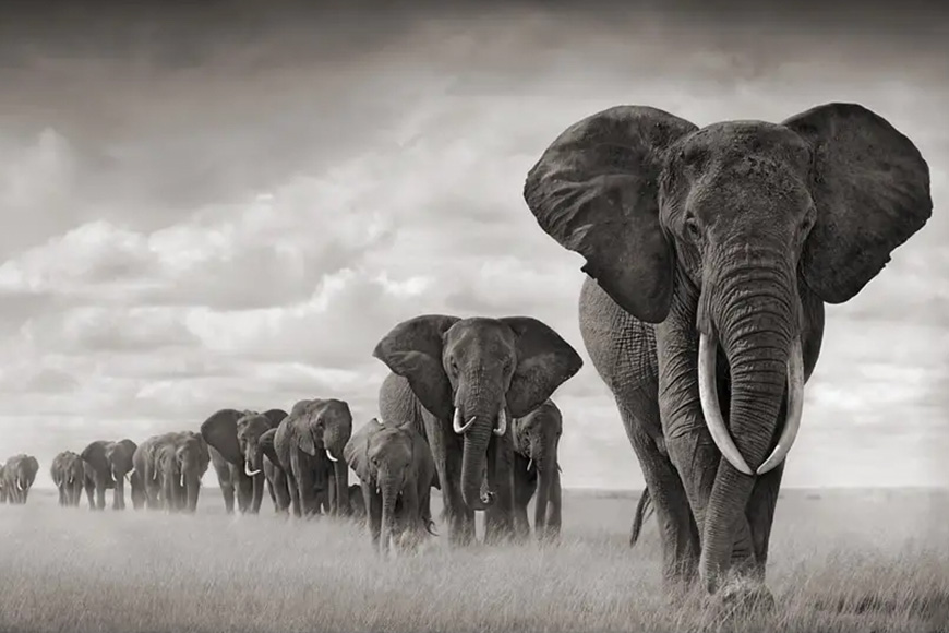A herd of elephants walking in the grass.