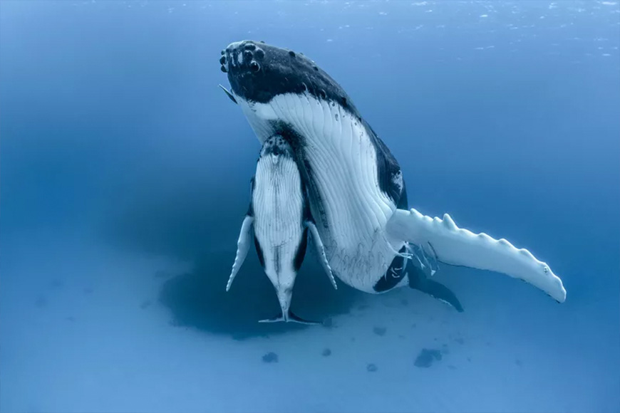 A humpback whale with a calf in the water.