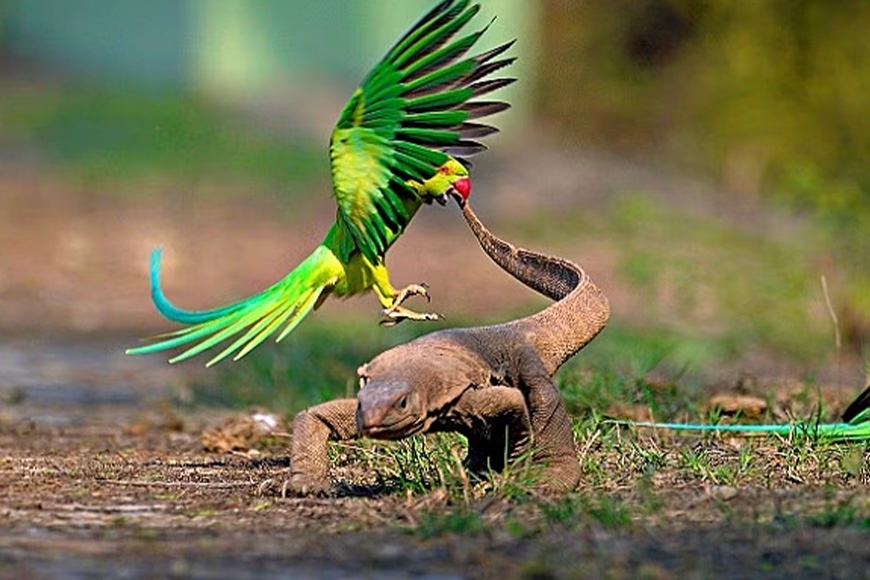 A green parrot and a green lizard fighting on the ground.