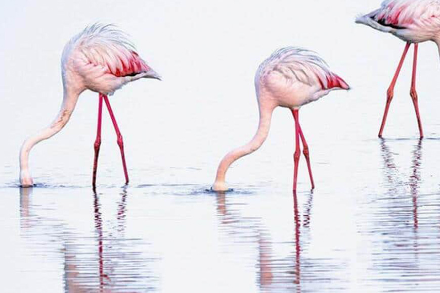 Three pink flamingos are standing in the water.