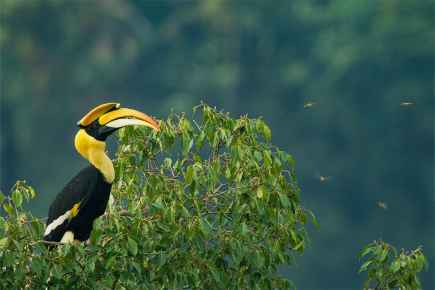 A black and yellow horned hornbill perched on a tree.