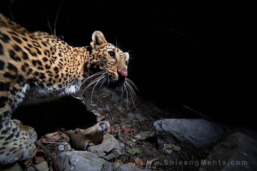 A leopard is eating a deer in the dark.