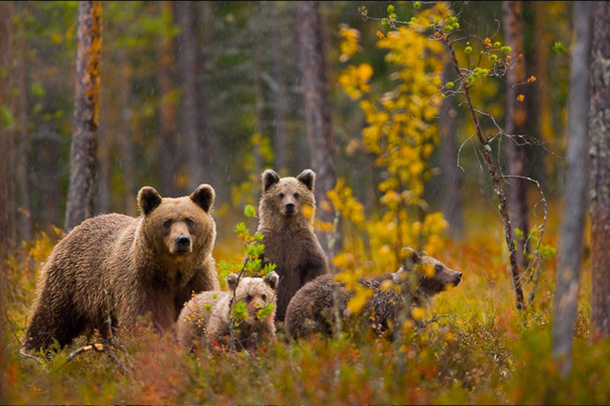 A family of brown bears in a forest.