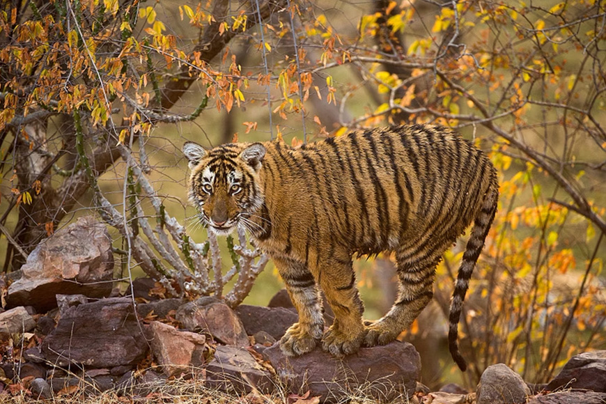 A tiger standing on a rock in the woods.