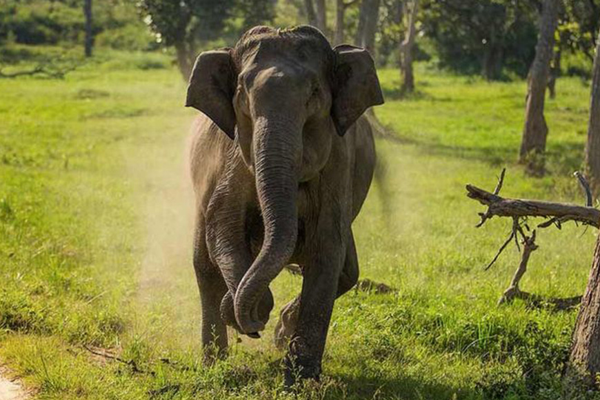 A large elephant walking through a grassy field.