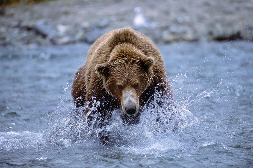 A brown bear in the water.