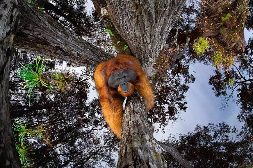 An orangutan sleeping in a tree.