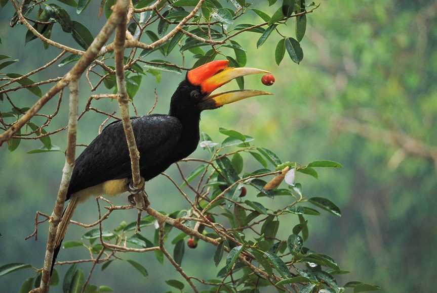 A horned hornbill eating a fruit in a tree.