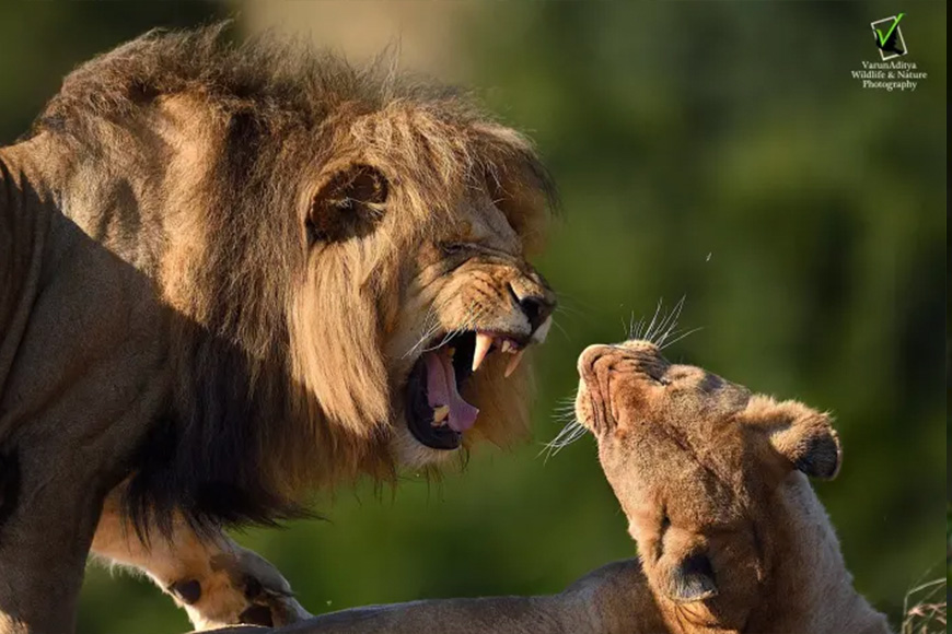 Two lions fighting each other with their mouths open.