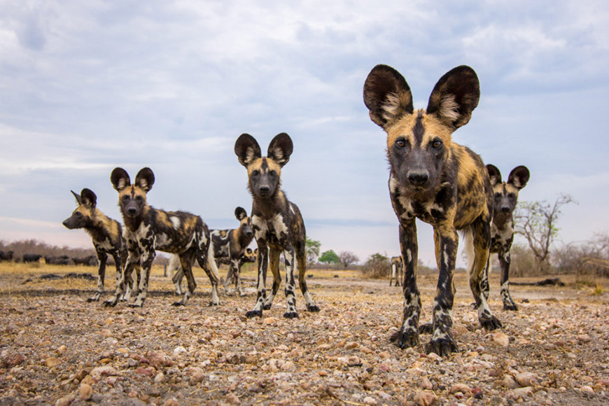 A group of wild dogs standing on a dirt road.