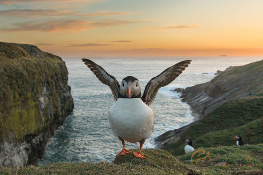 A puffin standing on a cliff overlooking the ocean.