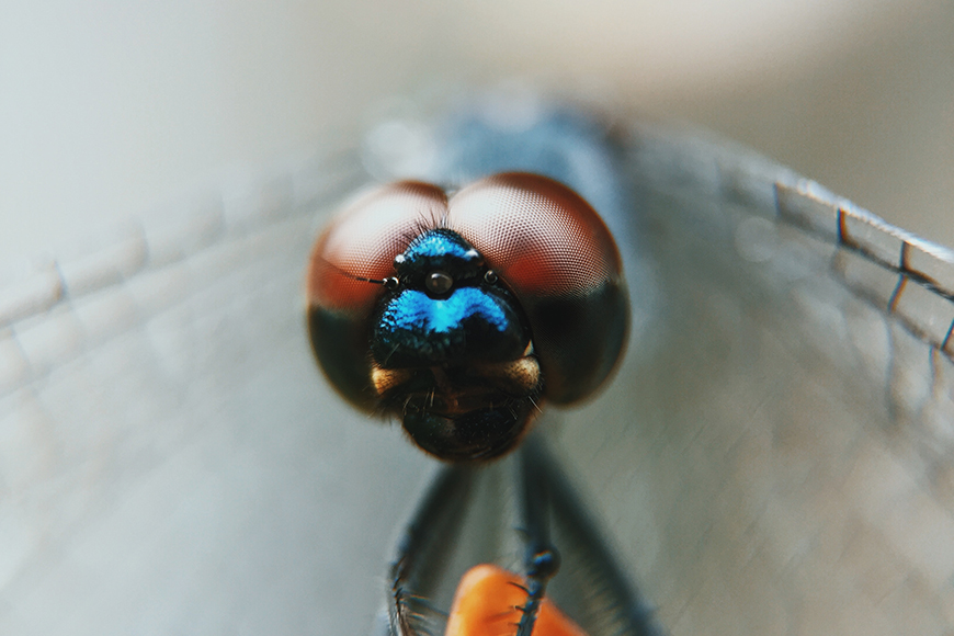 A close up of a dragonfly's eye.