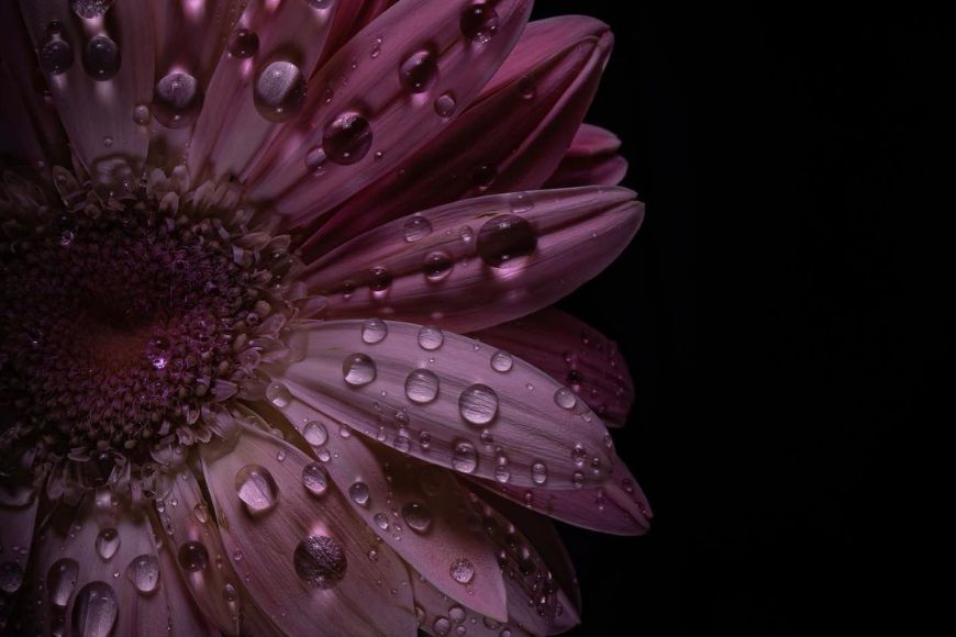 A close up of a pink flower with water droplets on it.