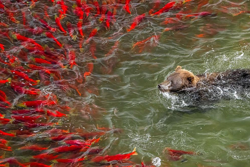 A brown bear swims in the water with a lot of red fish.