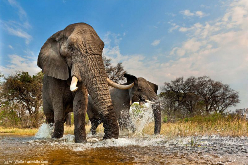Two elephants splashing in the water.
