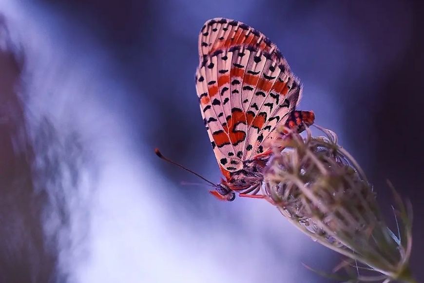 A butterfly is sitting on top of a plant.