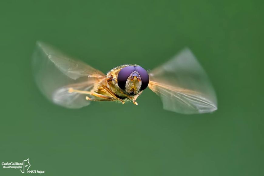 A fly flying in the air with its wings spread.