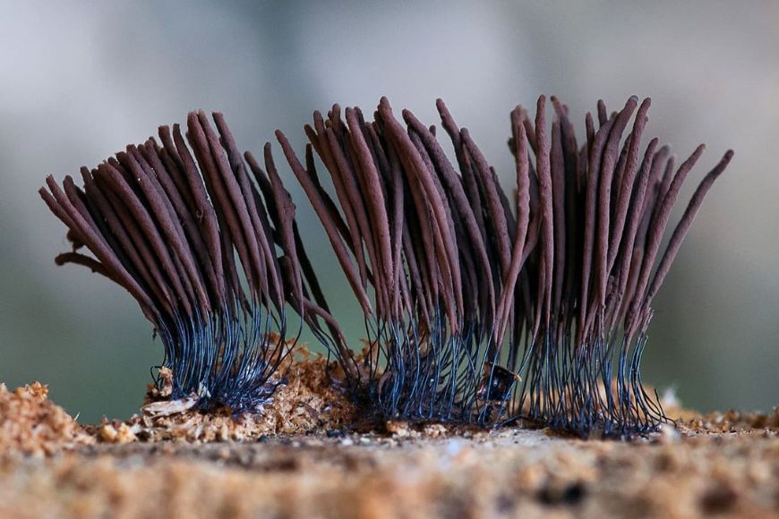 A close up of a fungus on a piece of wood.