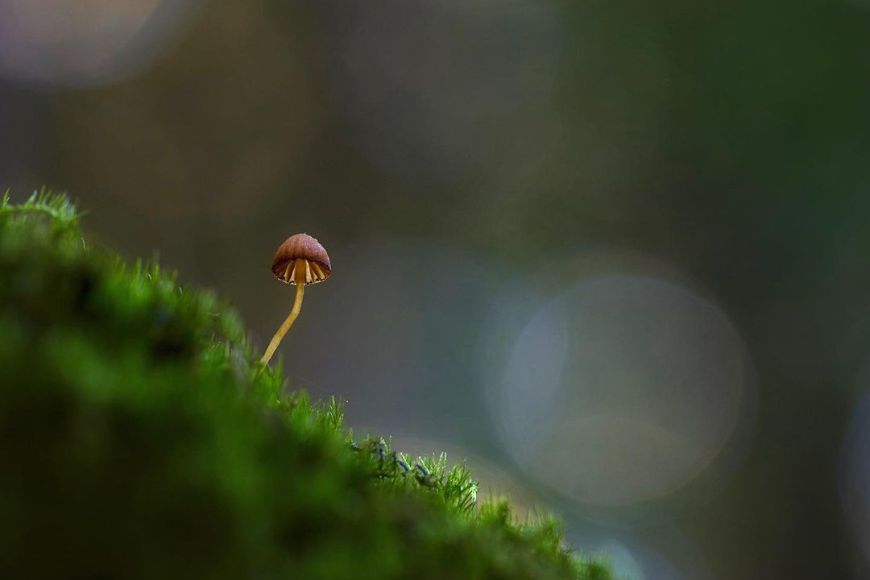 A small mushroom growing on a mossy surface.