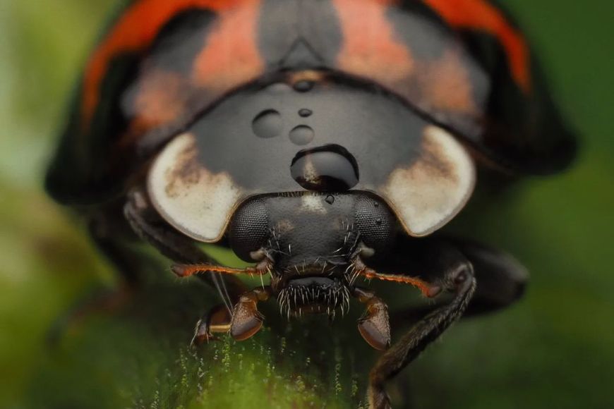 A close up of a ladybug on a leaf.