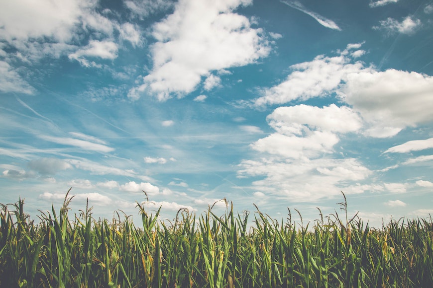 A field with grass and clouds in the sky.