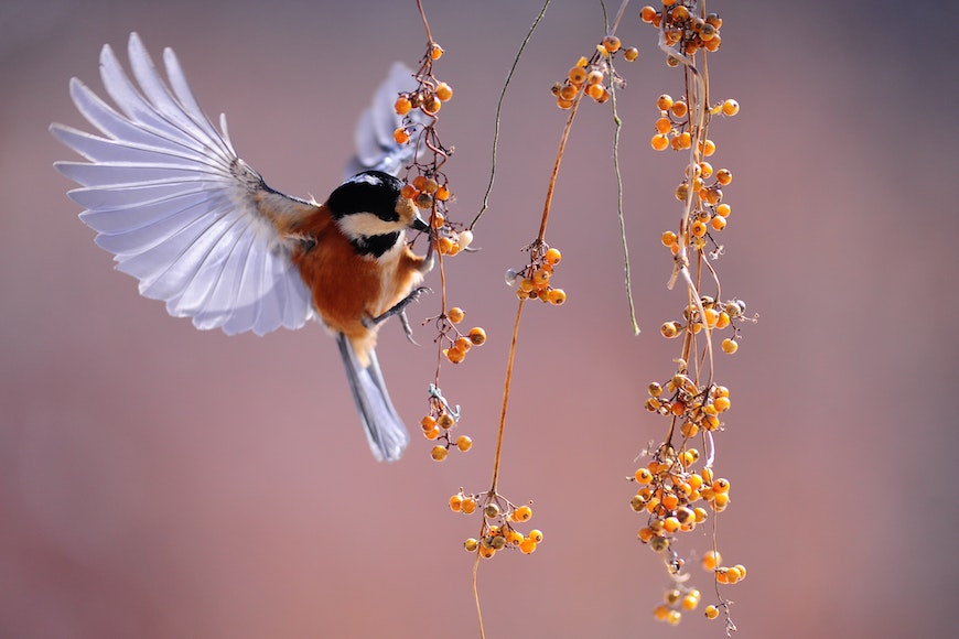 A bird flies away from a branch of berries.