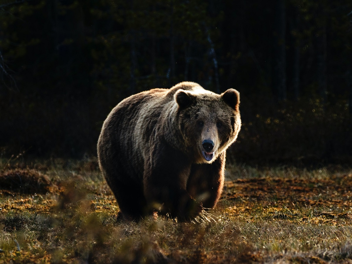 A grizzly bear is walking through the woods.