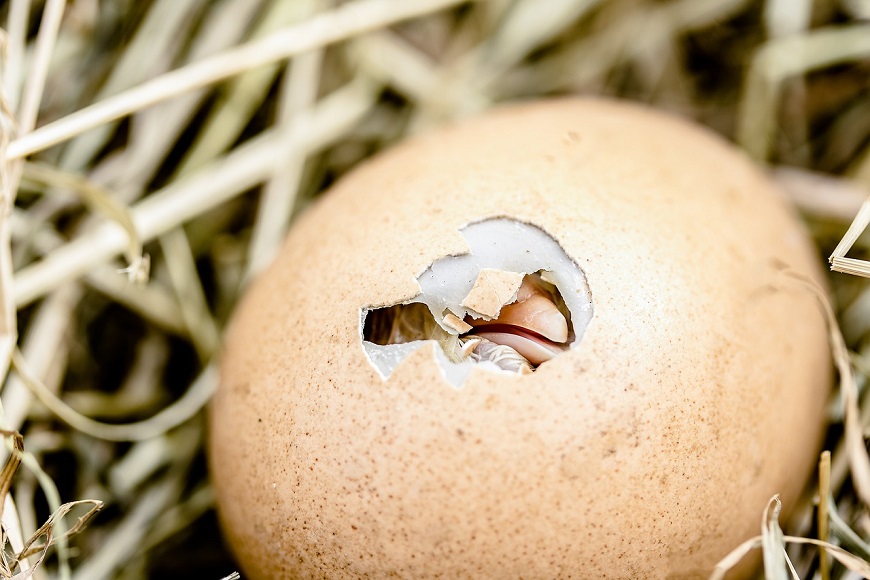 An egg in hay with a hole in it.