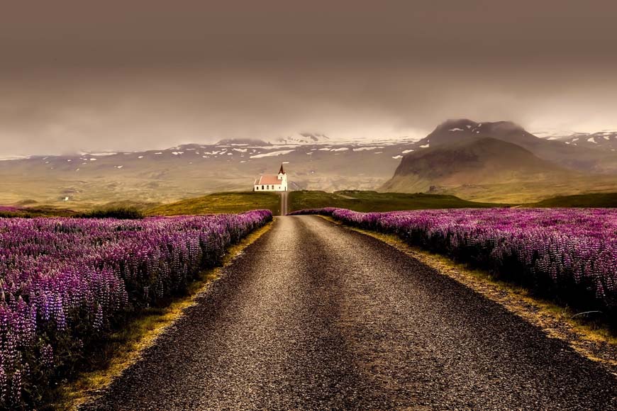 A road with purple flowers leading to a church in iceland.