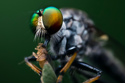 image processing macro and micro photography