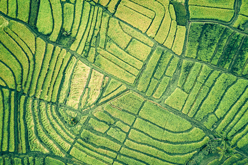 An aerial view of a rice field.