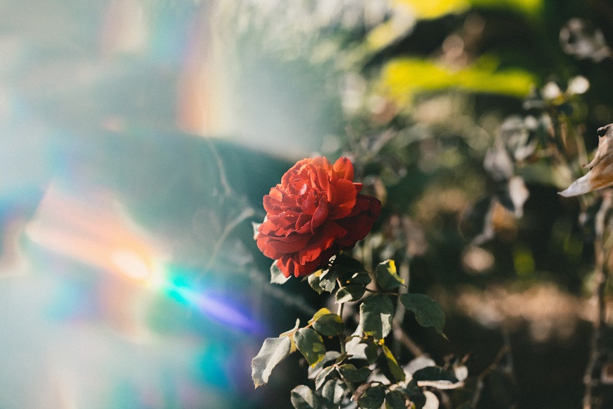 A red rose in a field with sunlight shining on it.