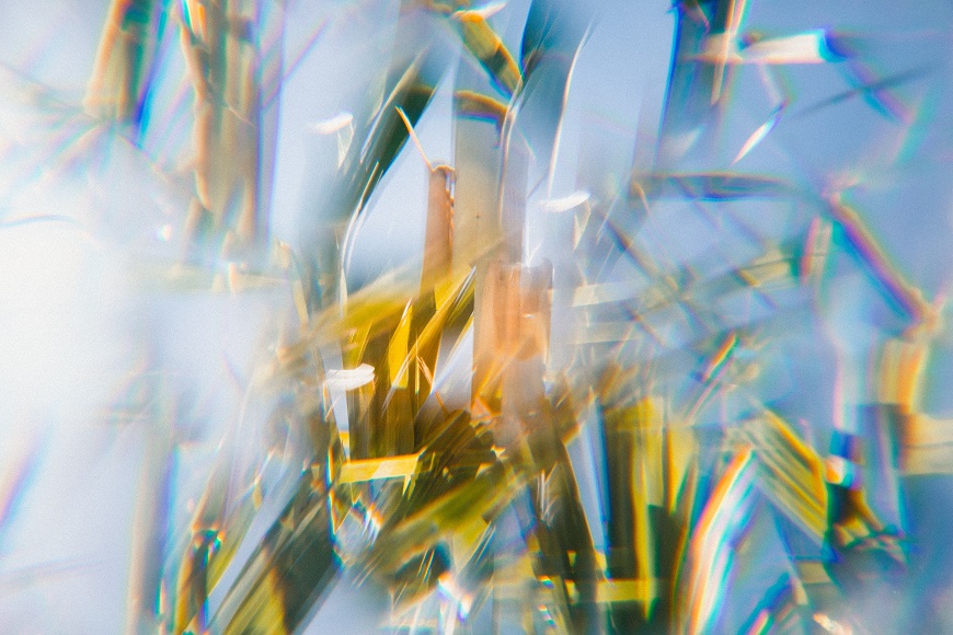 A blurry image of a bunch of grass.