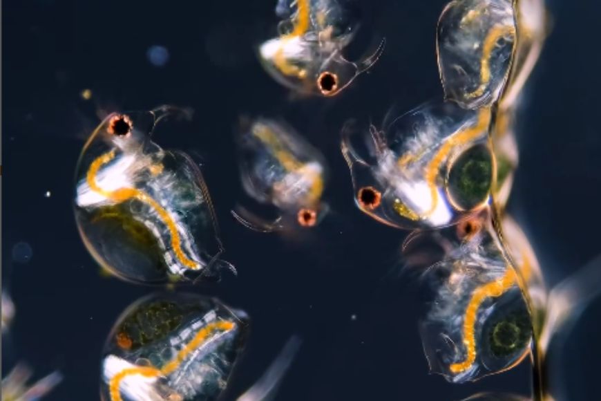 A close up of a group of small fish in the water.