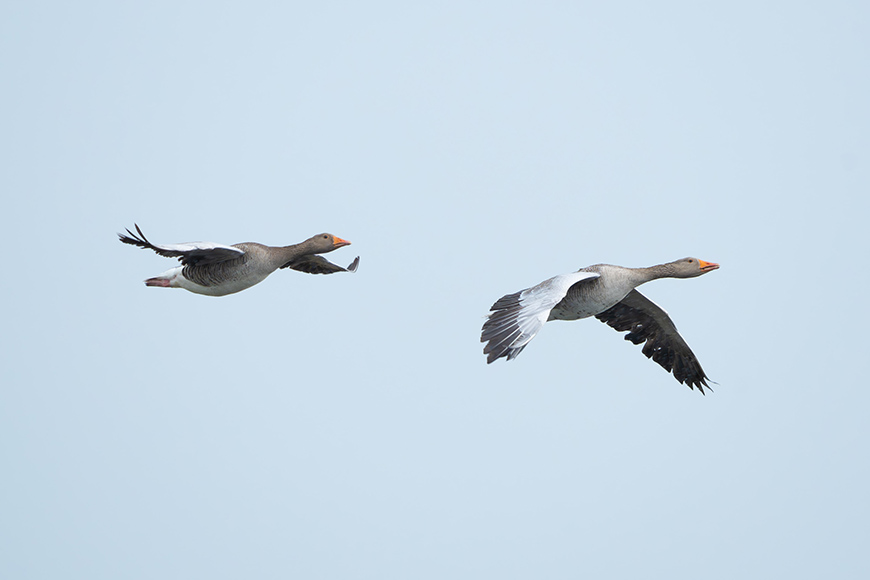 A pair of geese flying in the sky.