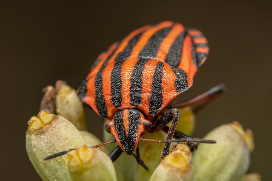 An orange and black striped bug on a flower.