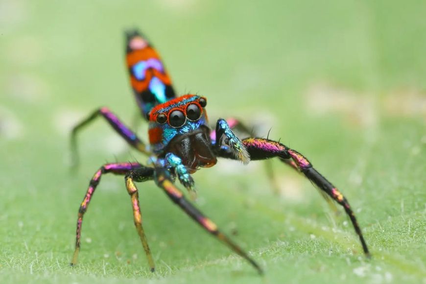 A colorful spider is sitting on a leaf.