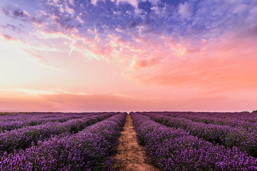 A lavender field at sunset with a path leading through it.