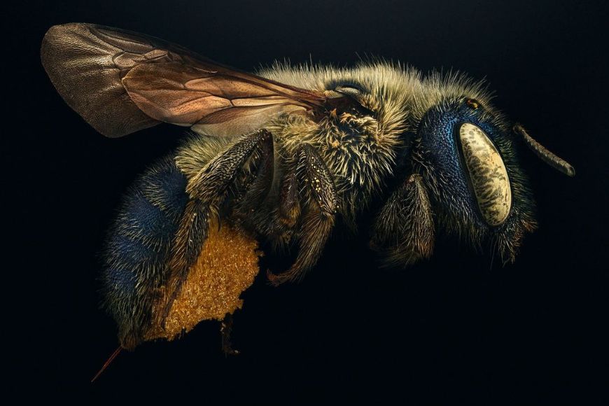 A close up of a bee on a black background.